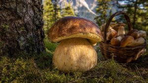 Un cèpe de 1,250 kg cueilli par un garçon de 10 ans dans le Boréon, au-dessus de Saint-Martin-Vésubie