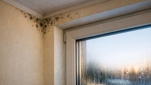 Elle remplace ses vieilles fenêtres en bois pour réduire sa facture : dès les premiers froids, des taches noires envahissent les angles de sa chambre